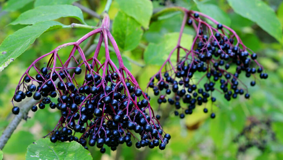 Sambucus Nigra